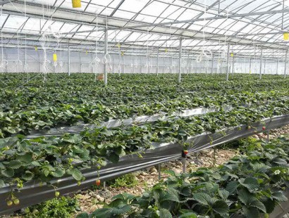 生態果蔬采摘園